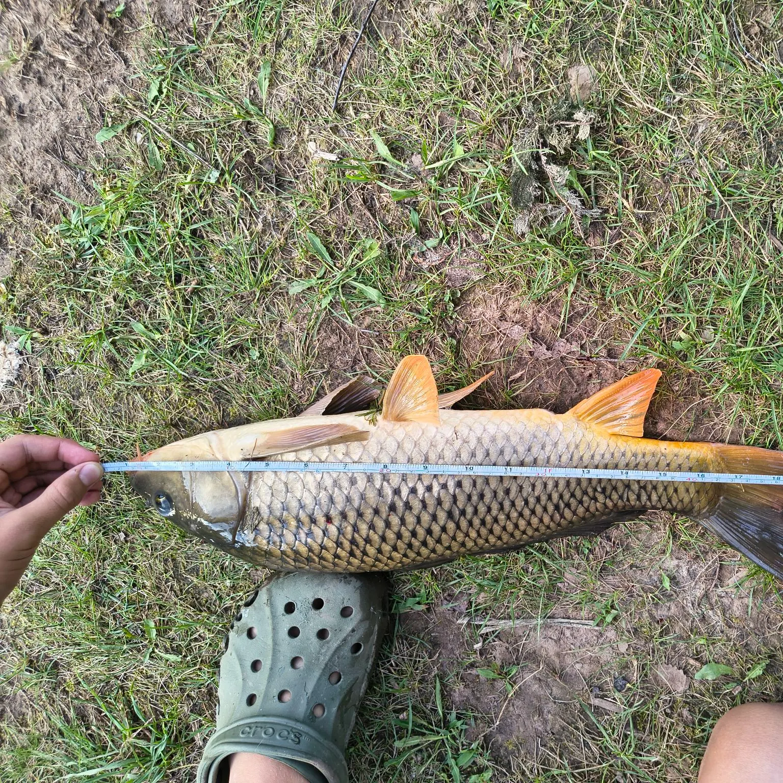 Common carp caught on Fishbrain