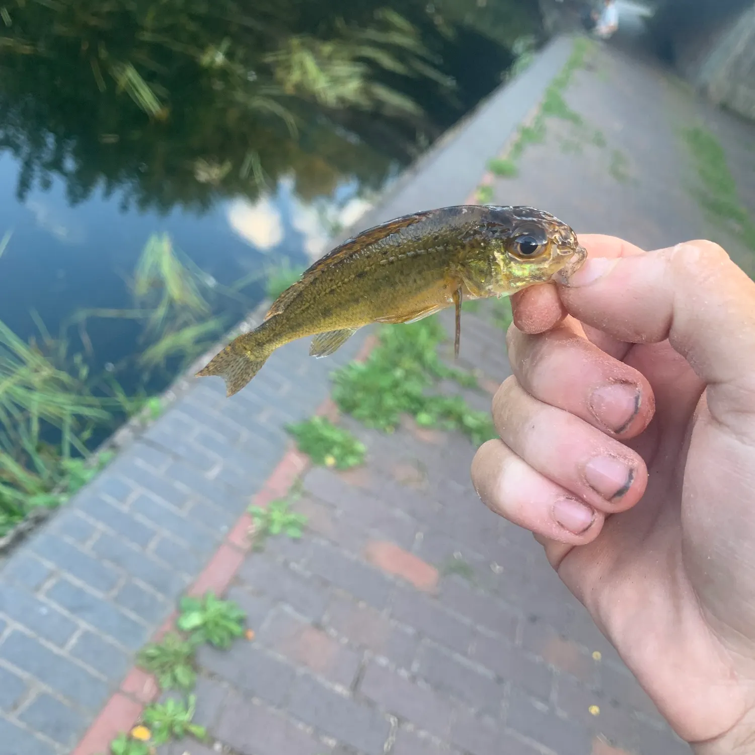 Eurasian ruffe caught on Fishbrain