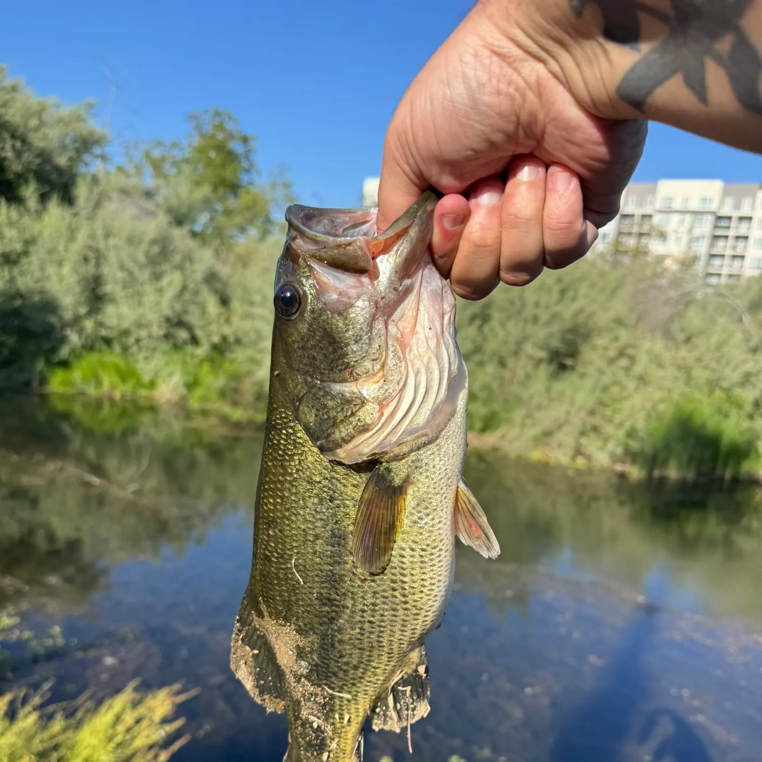 catch