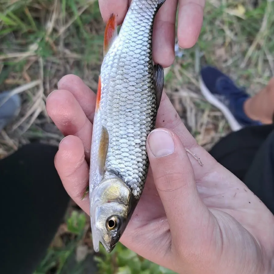 European chub caught on Fishbrain