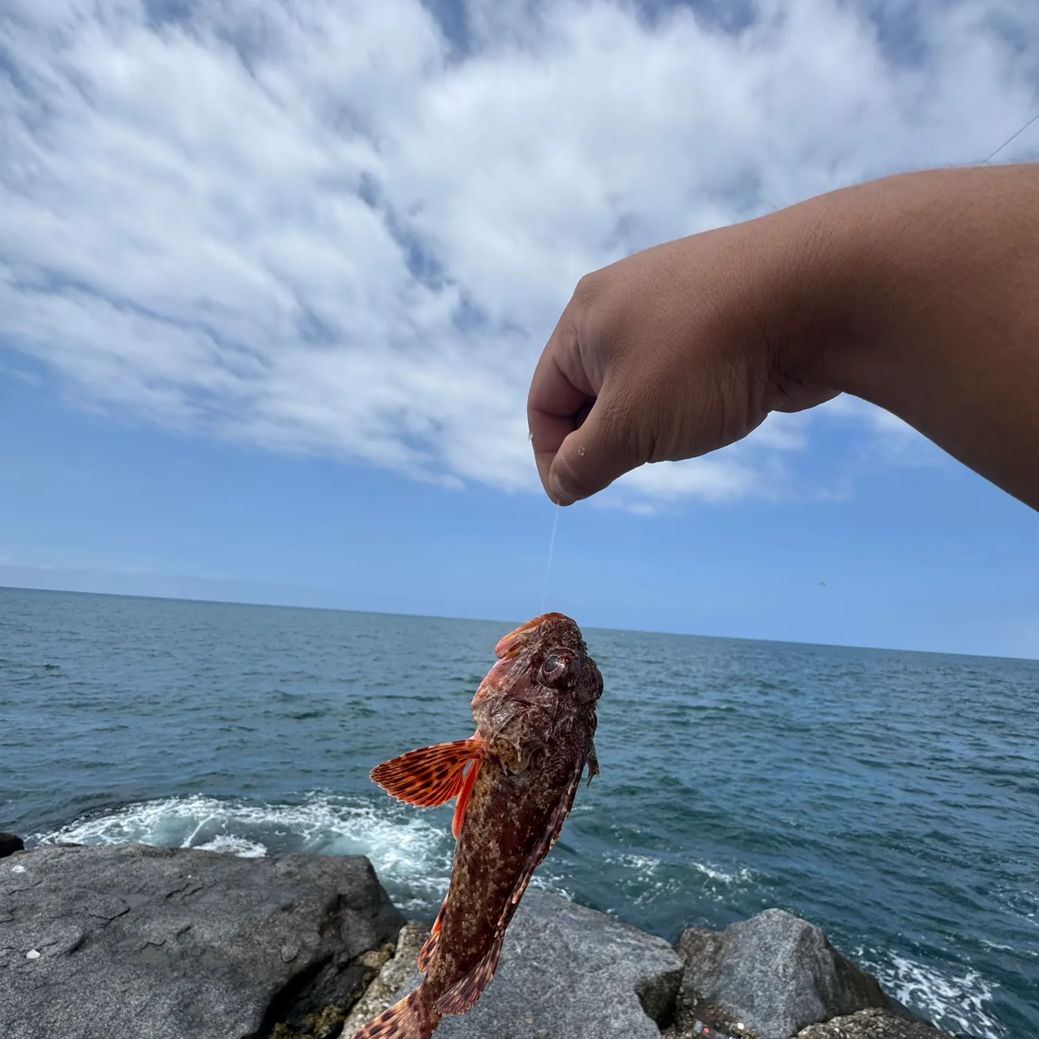 The most recent California scorpionfish catches on Fishbrain