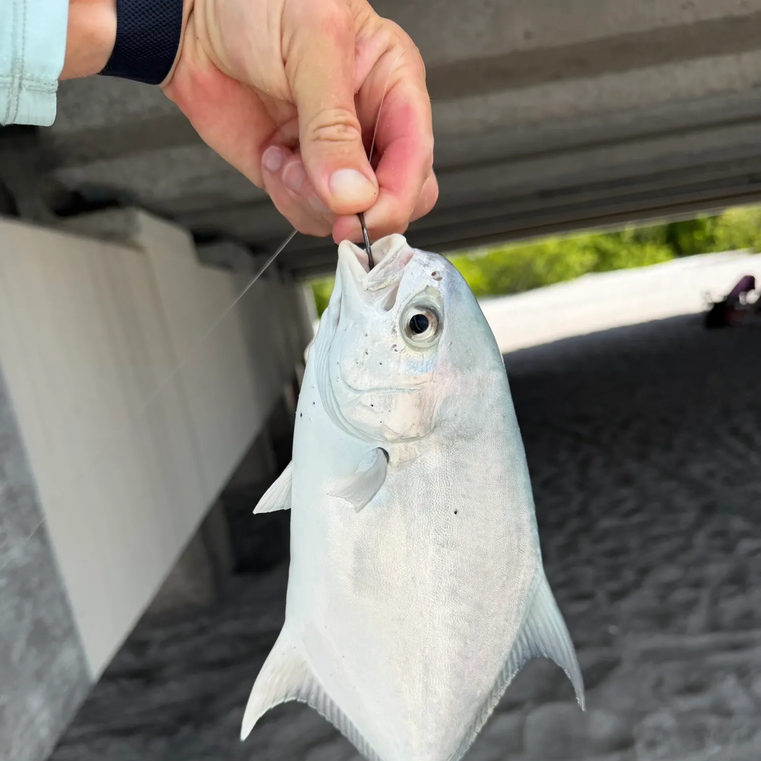 Florida pompano caught on Fishbrain