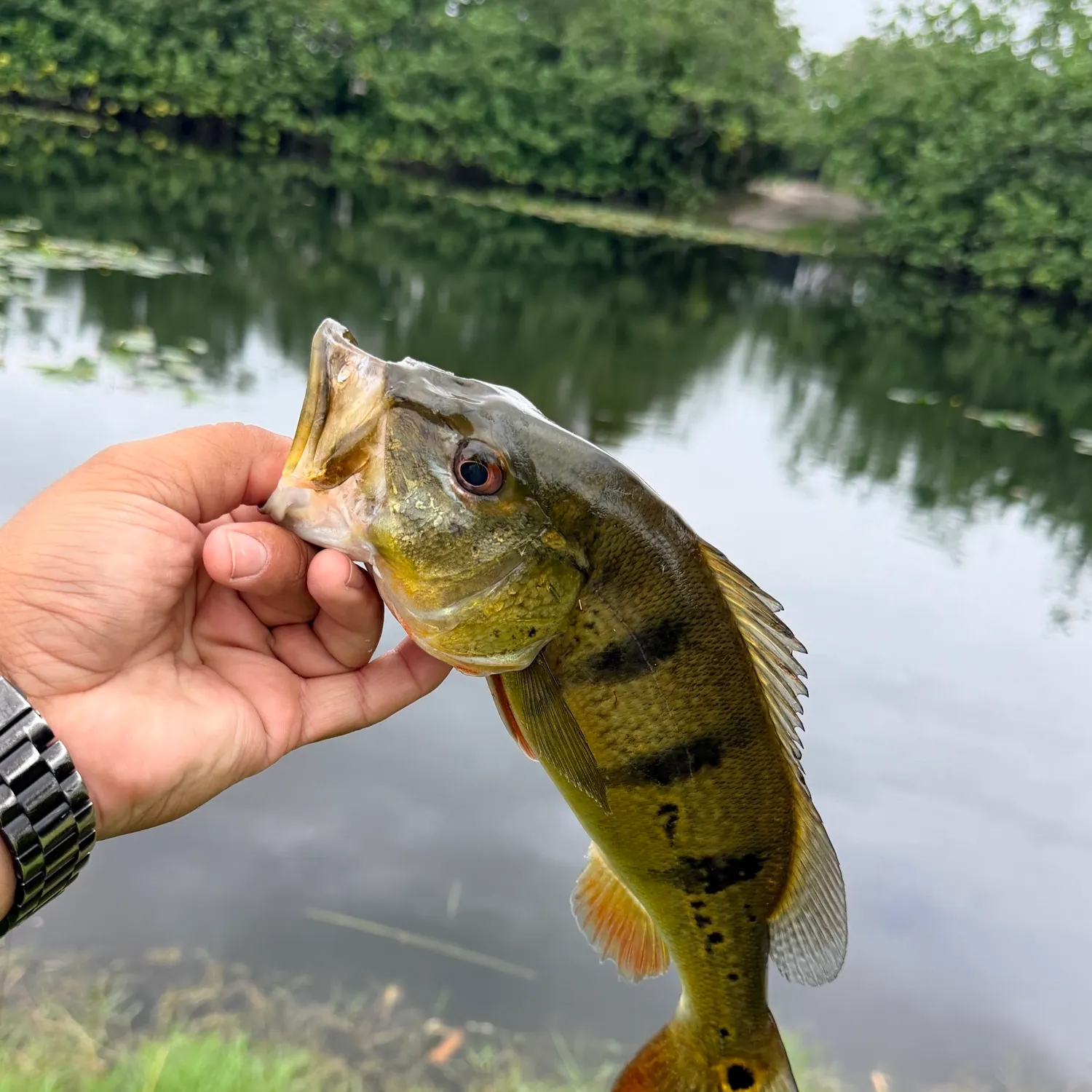 Butterfly peacock bass caught on Fishbrain