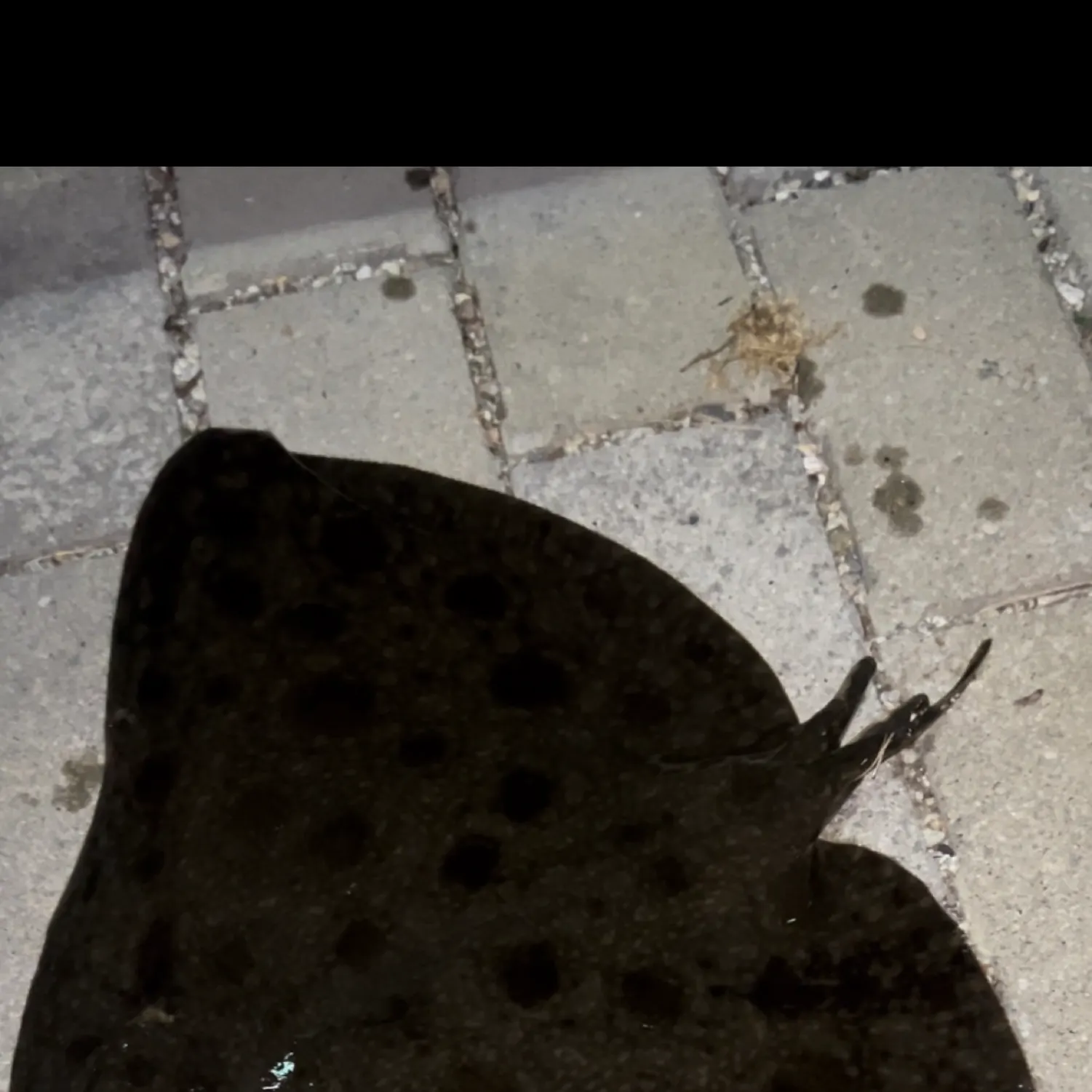 The most recent Backwater butterfly ray catches on Fishbrain
