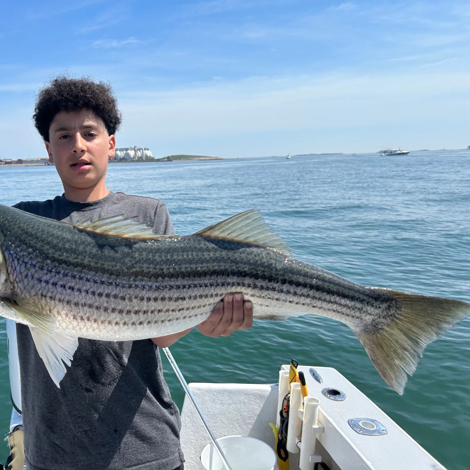 Striped bass caught on Fishbrain