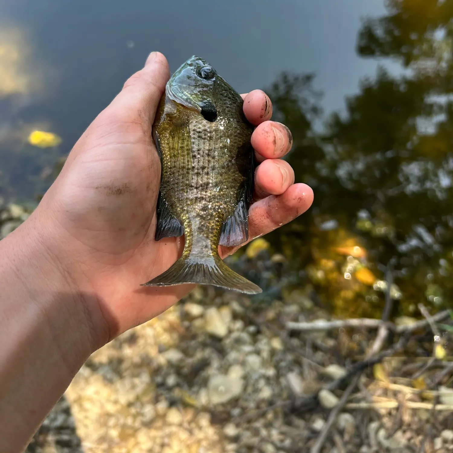 Bluegill caught on Fishbrain