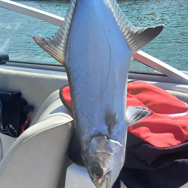 The most recent Leerfish catches on Fishbrain