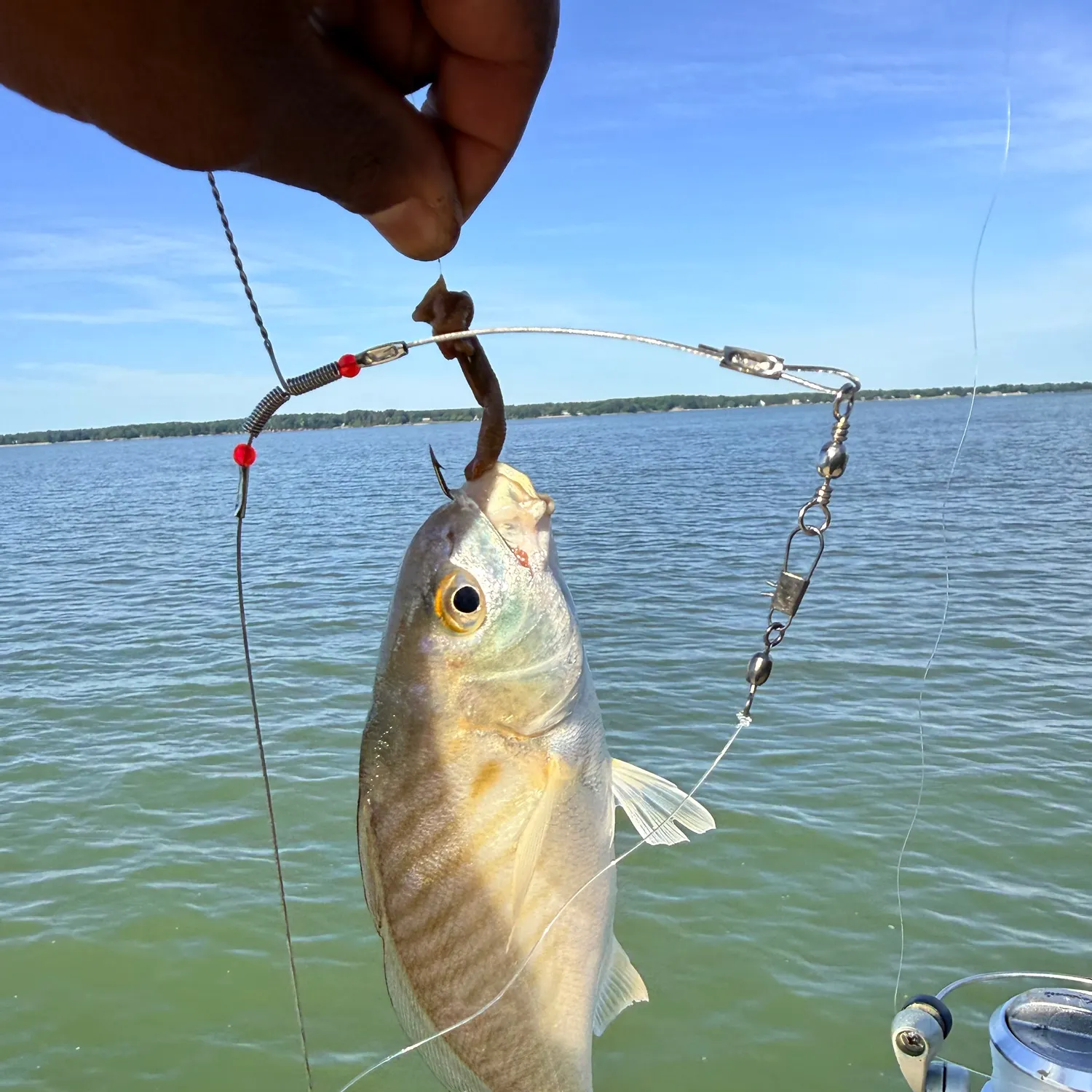 The most recent Spot croaker catches on Fishbrain
