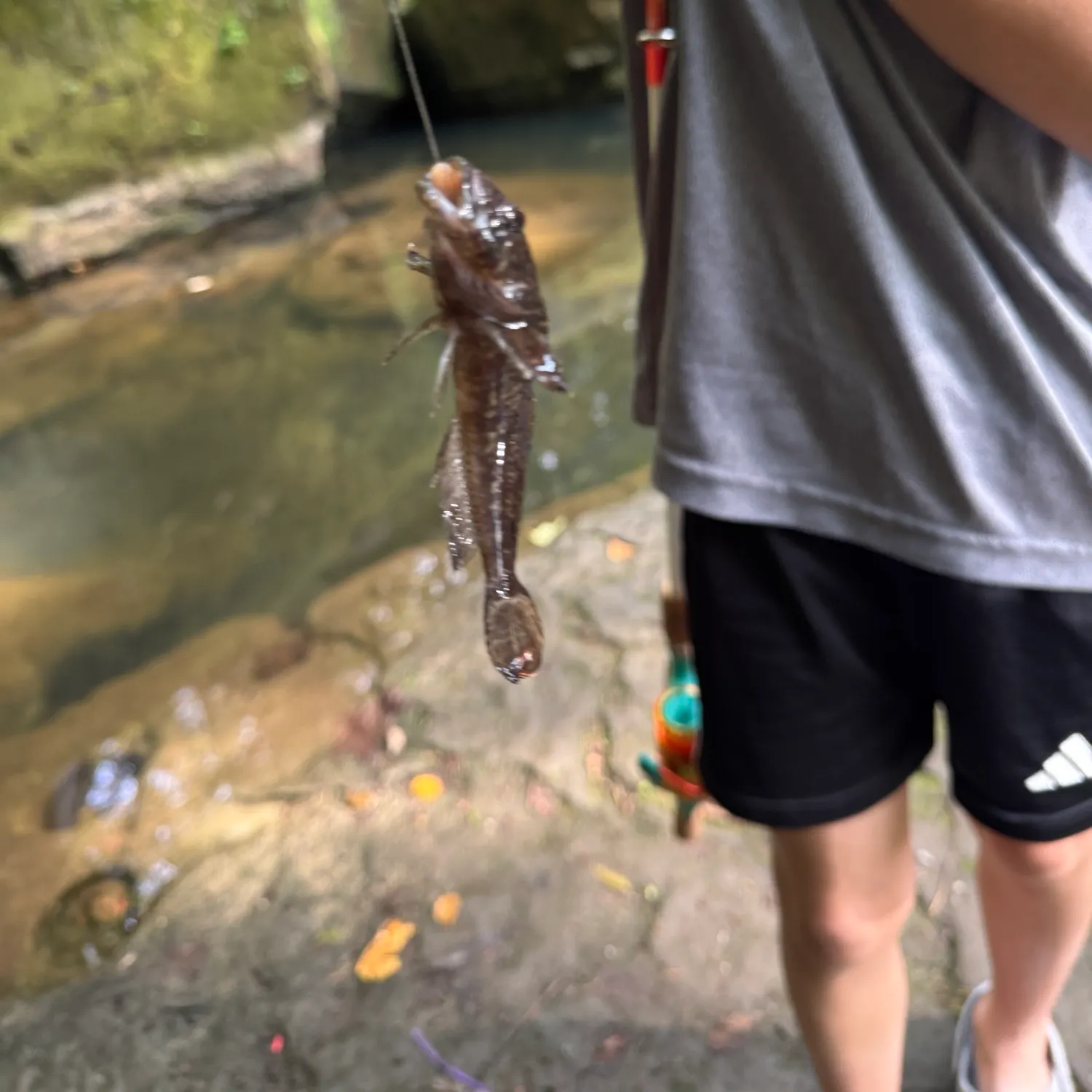 Prickly sculpin caught on Fishbrain