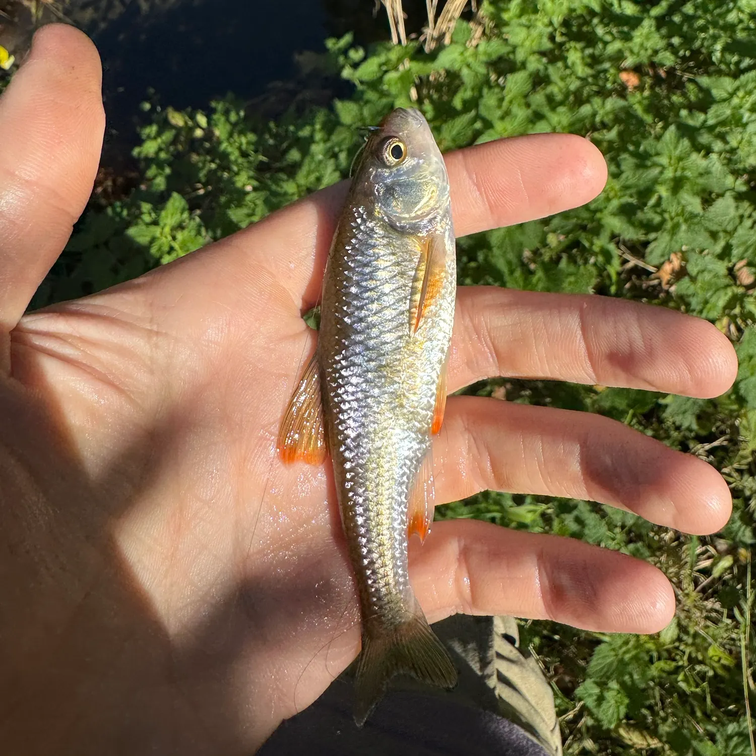 Common shiner caught on Fishbrain