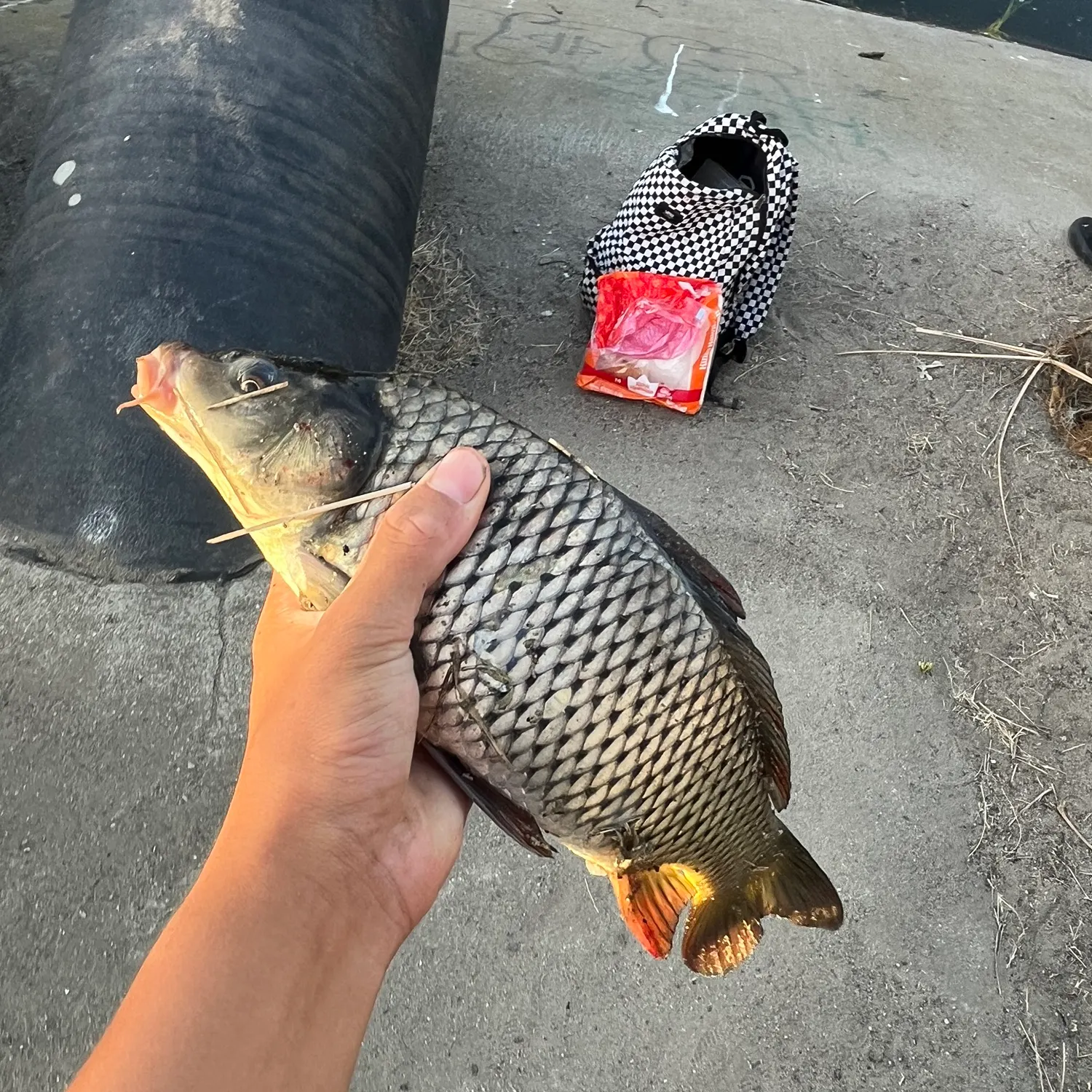 Common carp caught on Fishbrain