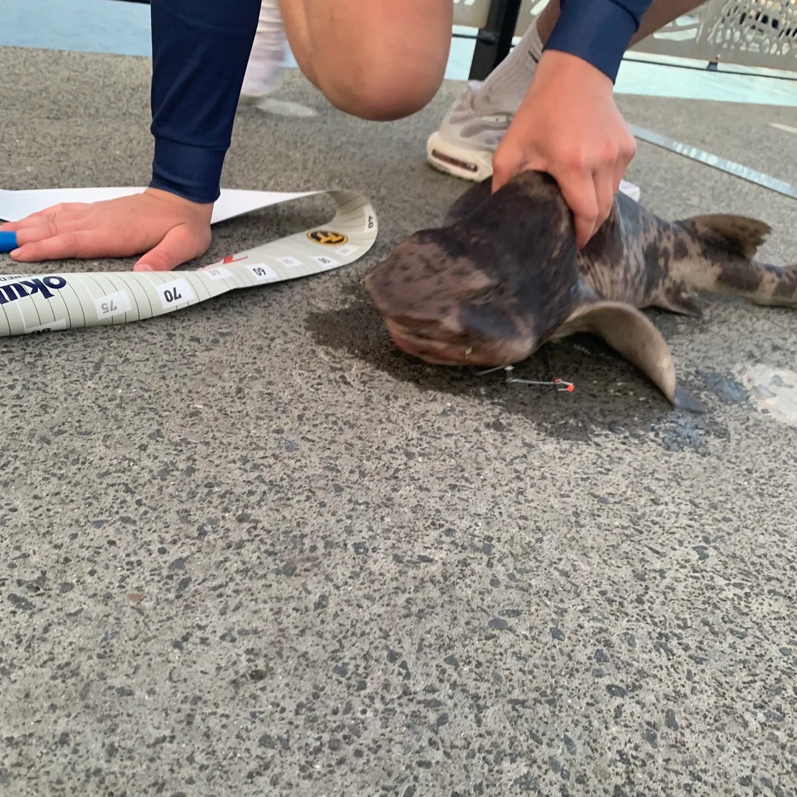 The most recent Draughtsboard shark catches on Fishbrain