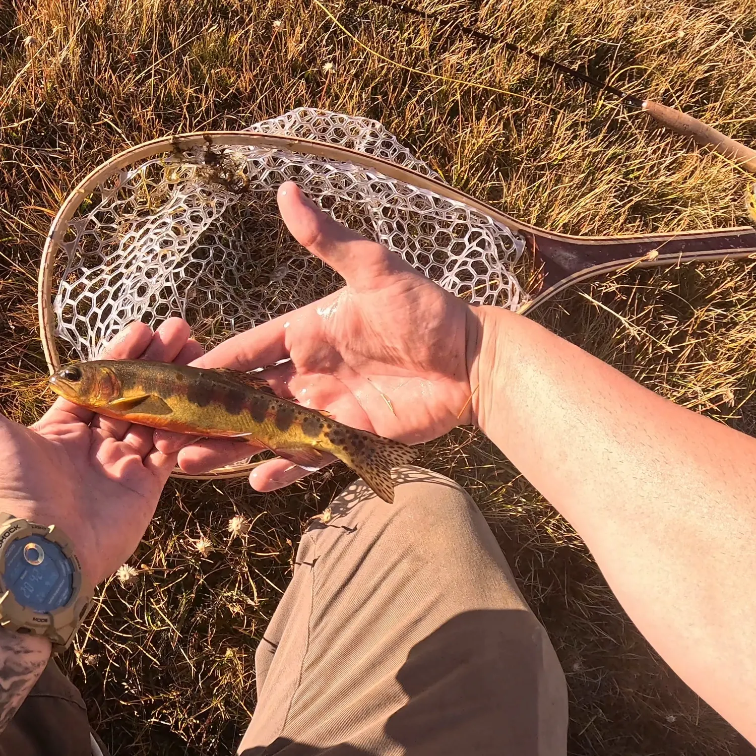 The most recent Golden trout catches on Fishbrain