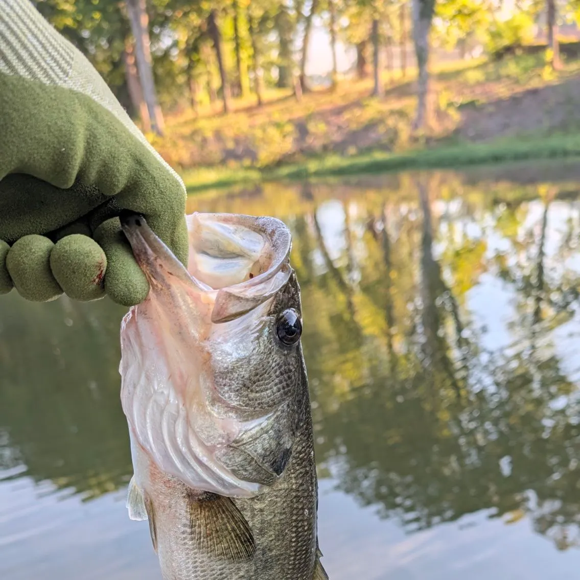Largemouth bass caught on Fishbrain
