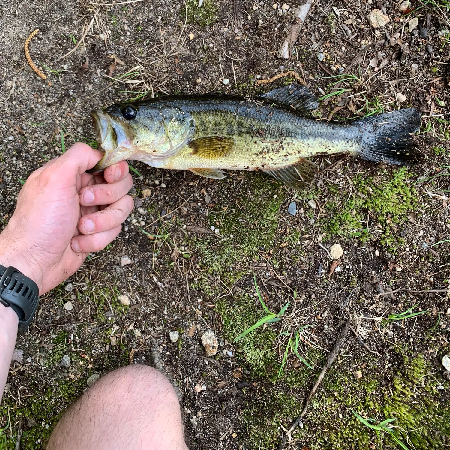 angler catch