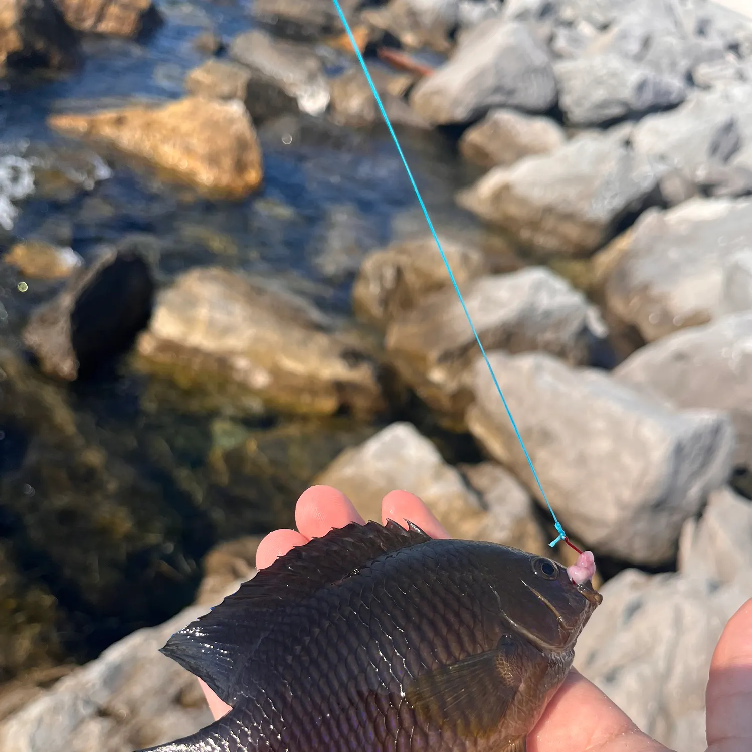 The most recent Cocoa damselfish catches on Fishbrain