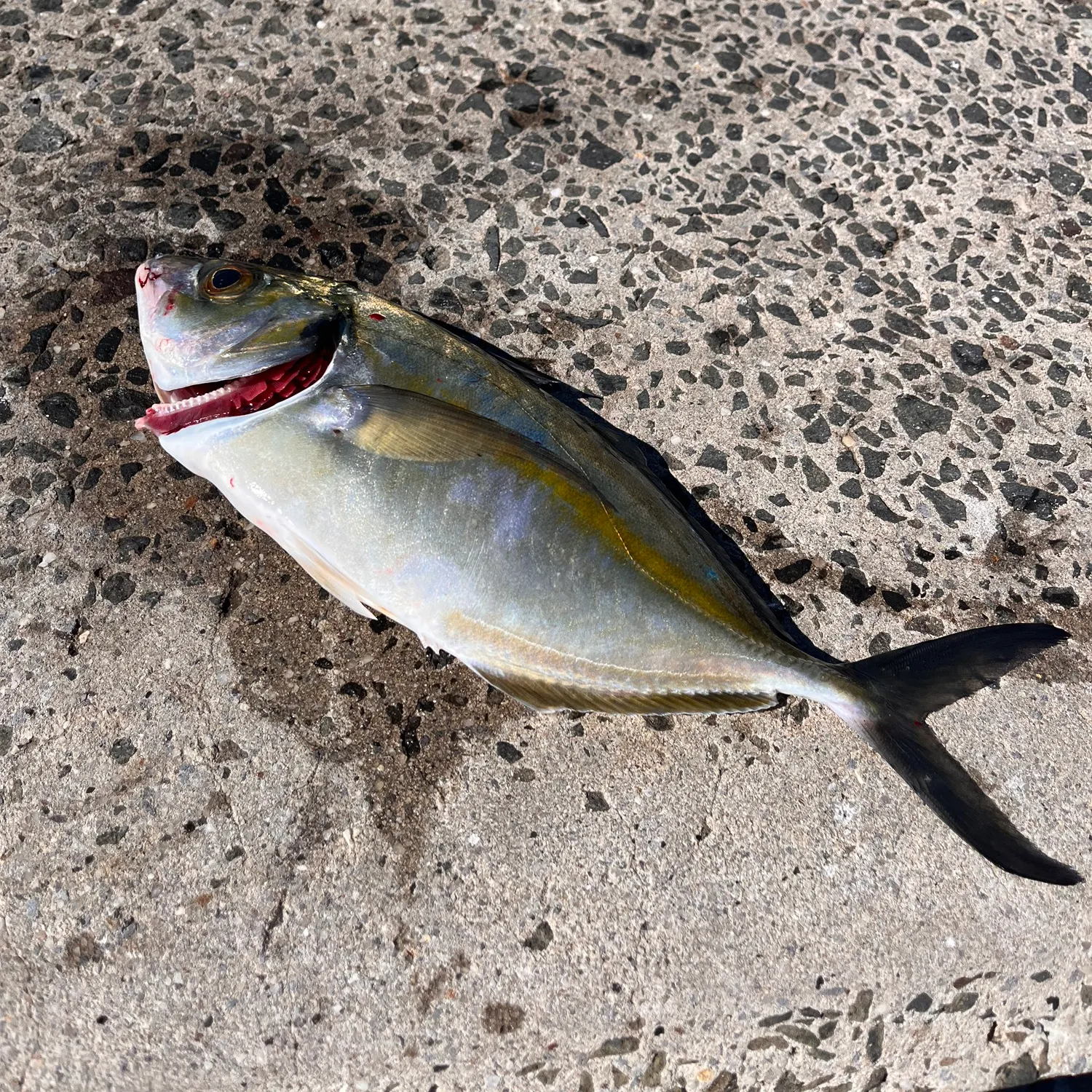 White trevally caught on Fishbrain