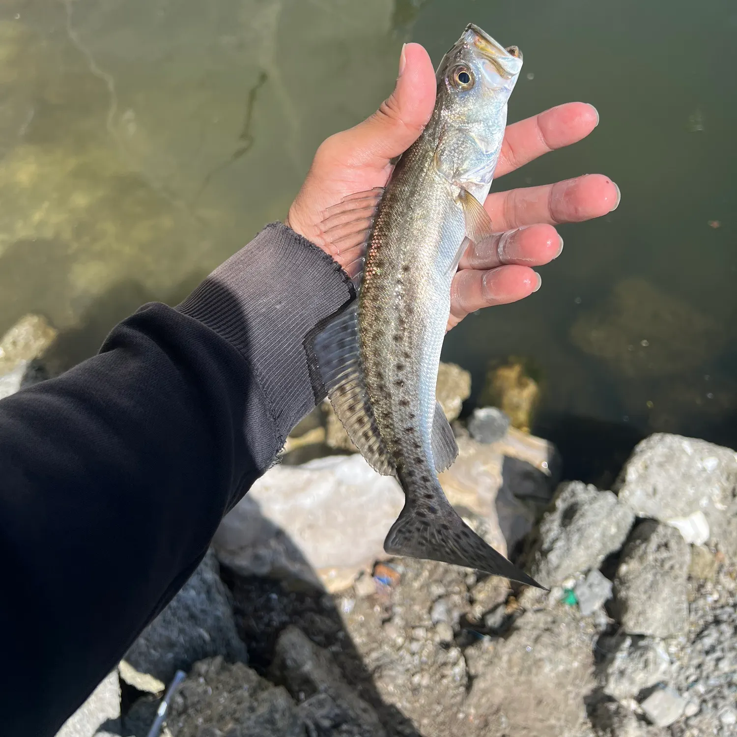 Spotted seatrout caught on Fishbrain