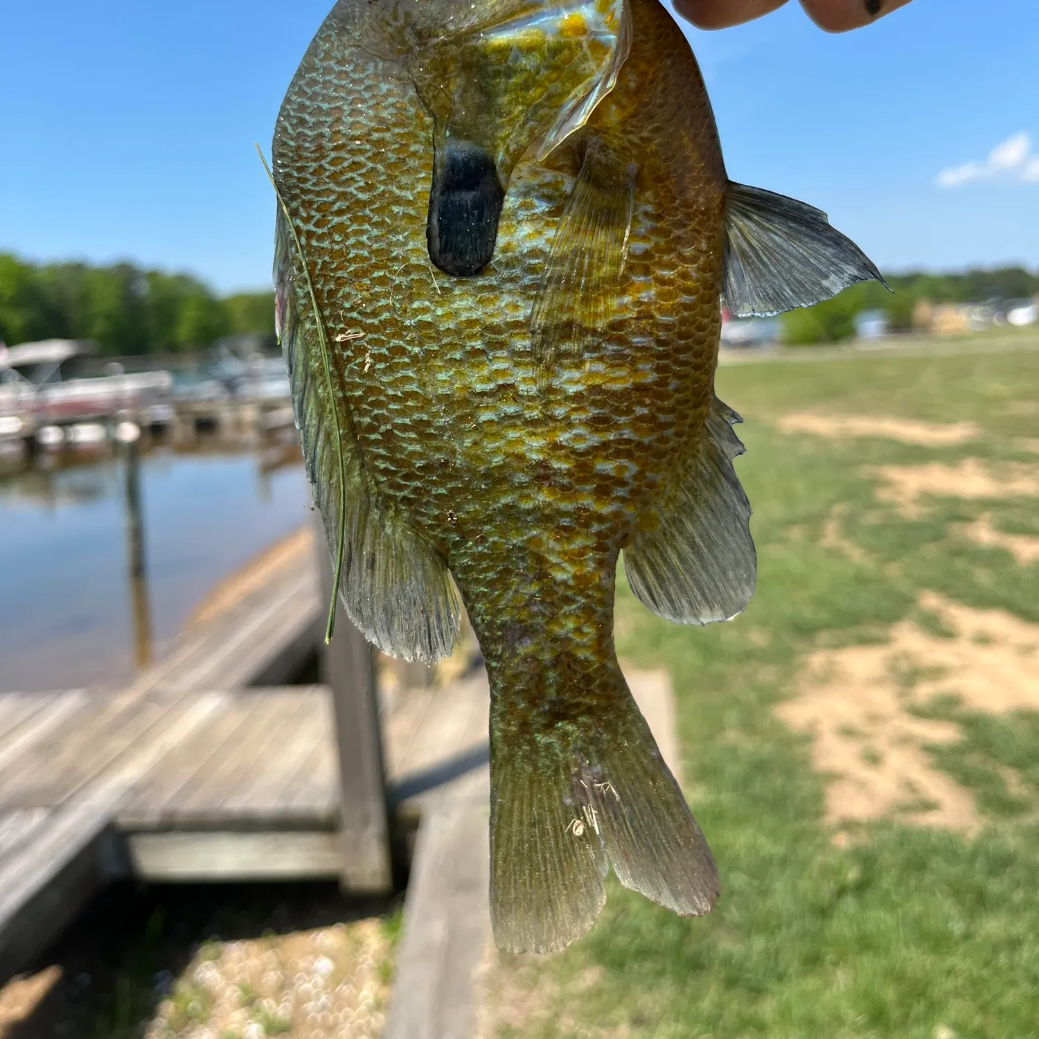 The most recent Redbreast sunfish x bluegill catches on Fishbrain
