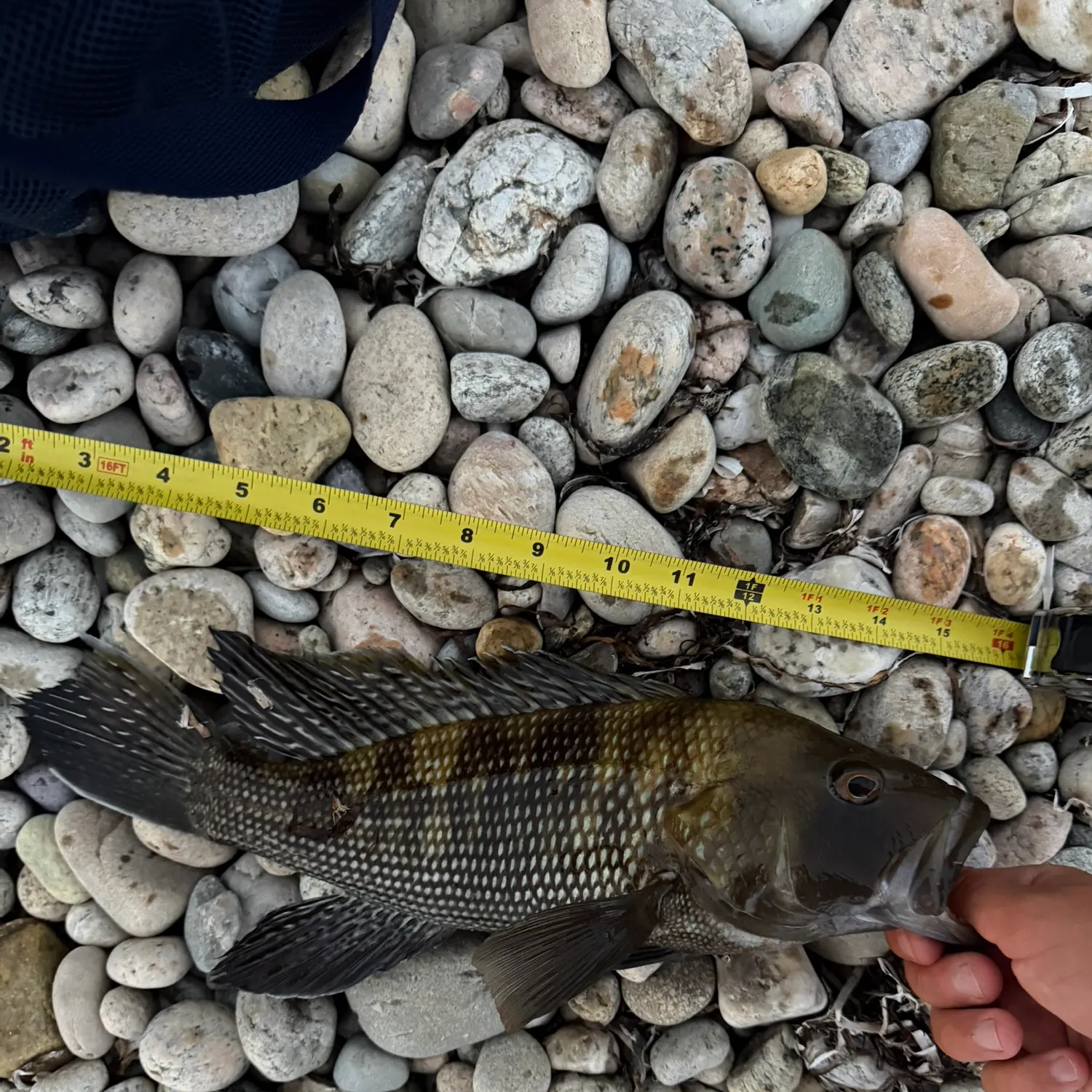 Black sea bass caught on Fishbrain