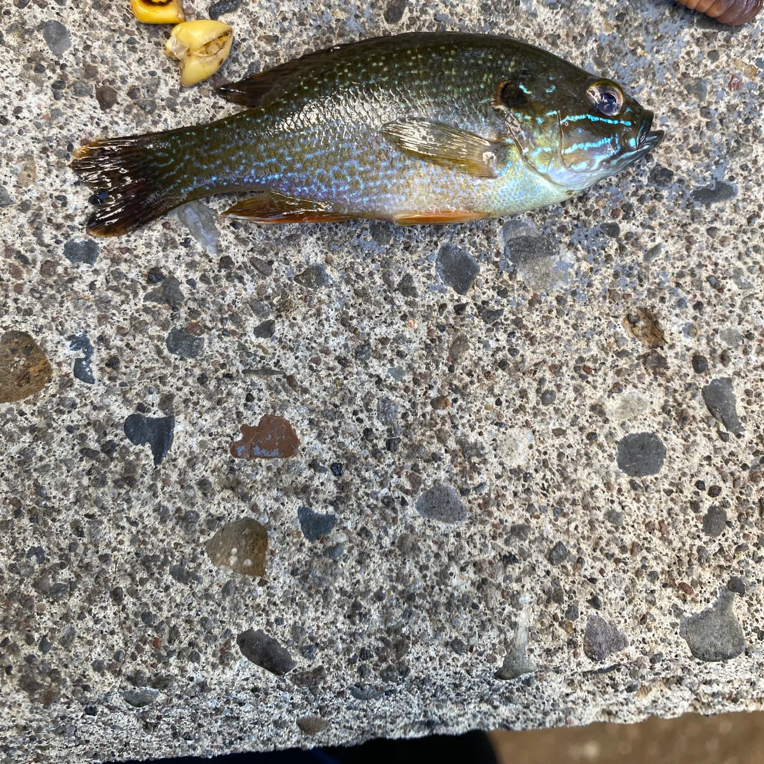 Green sunfish caught on Fishbrain