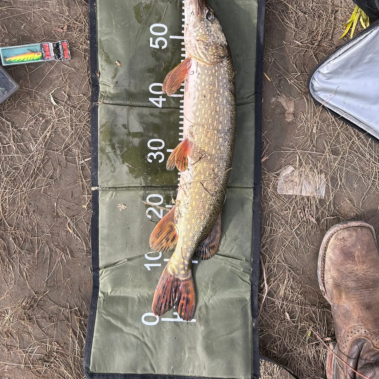 Northern pike caught on Fishbrain