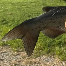 Channel catfish caught on Fishbrain