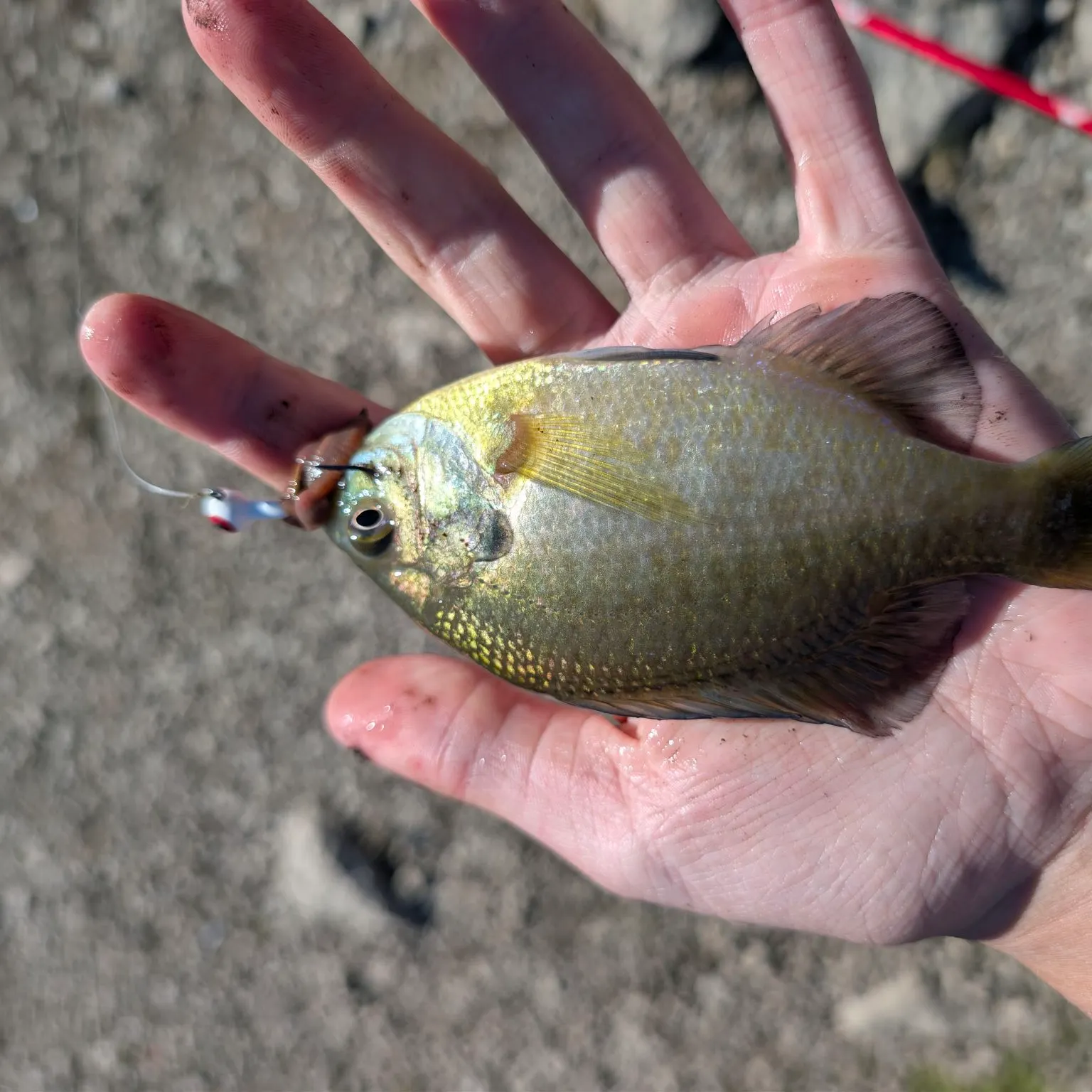 Bluegill caught on Fishbrain