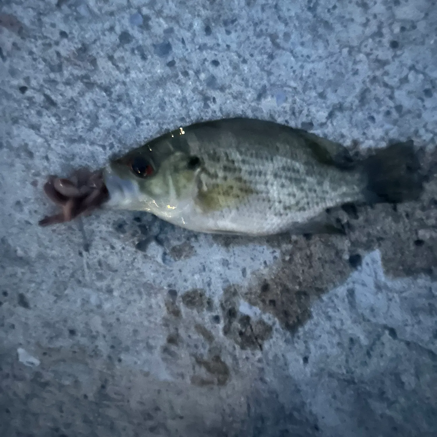 Rock bass caught on Fishbrain
