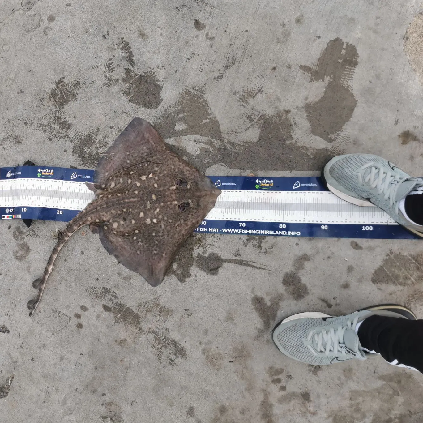 The most recent Small-eyed ray catches on Fishbrain