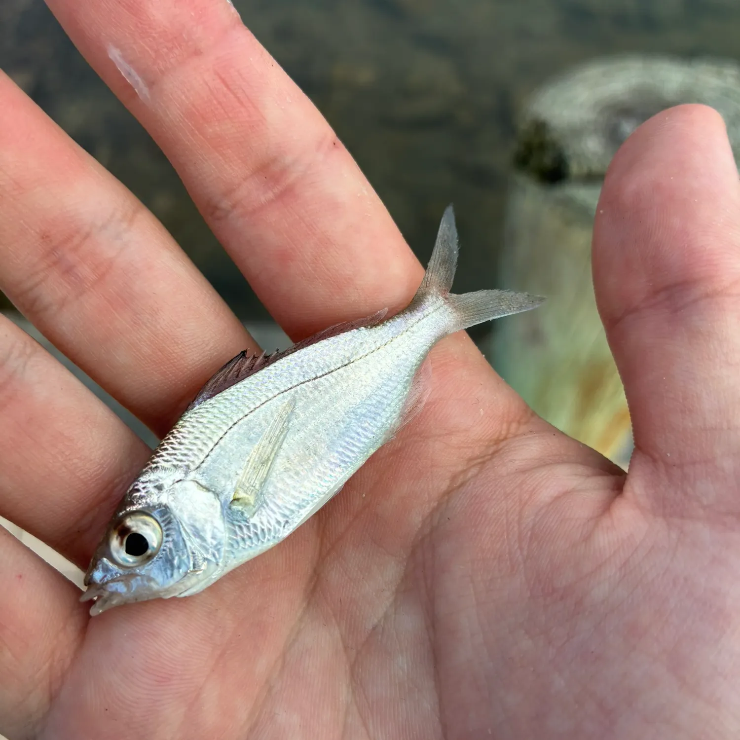Tidewater mojarra caught on Fishbrain
