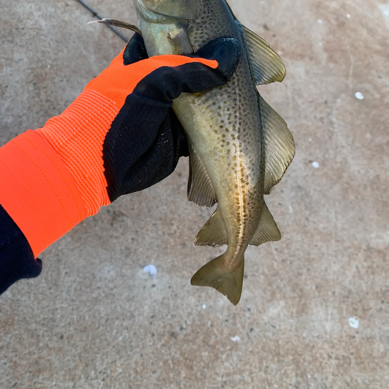 Atlantic cod caught on Fishbrain