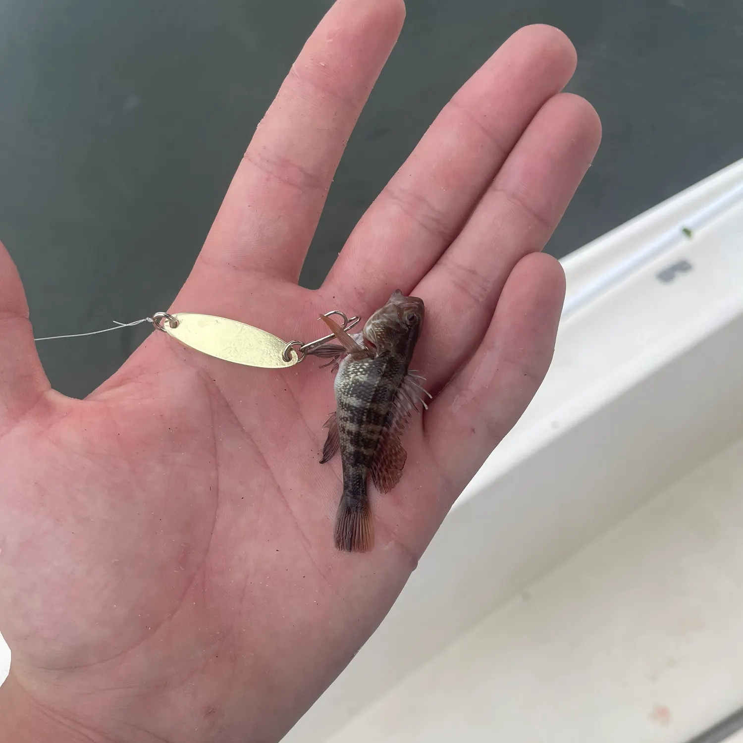 Black sea bass caught on Fishbrain