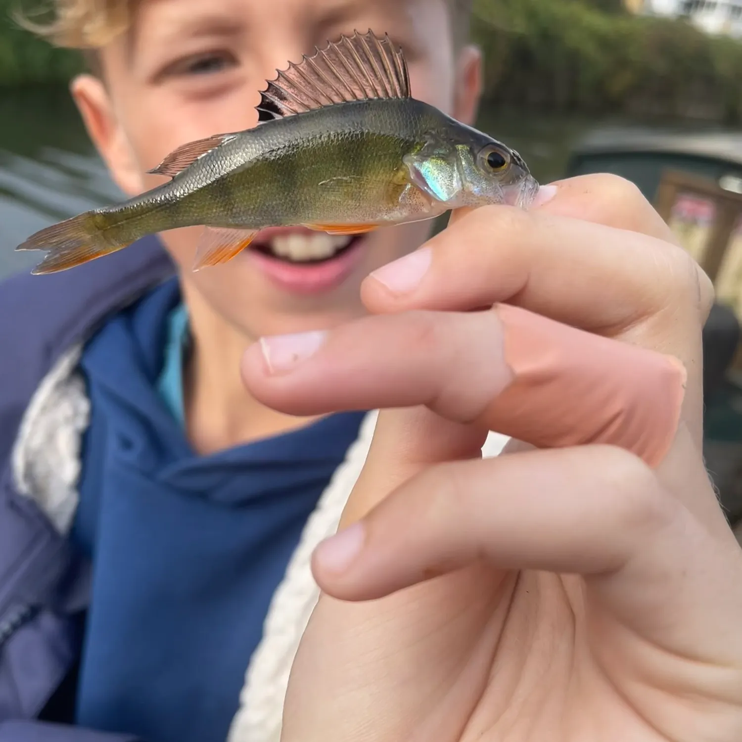 European perch caught on Fishbrain