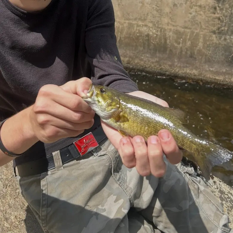 Smallmouth bass caught on Fishbrain