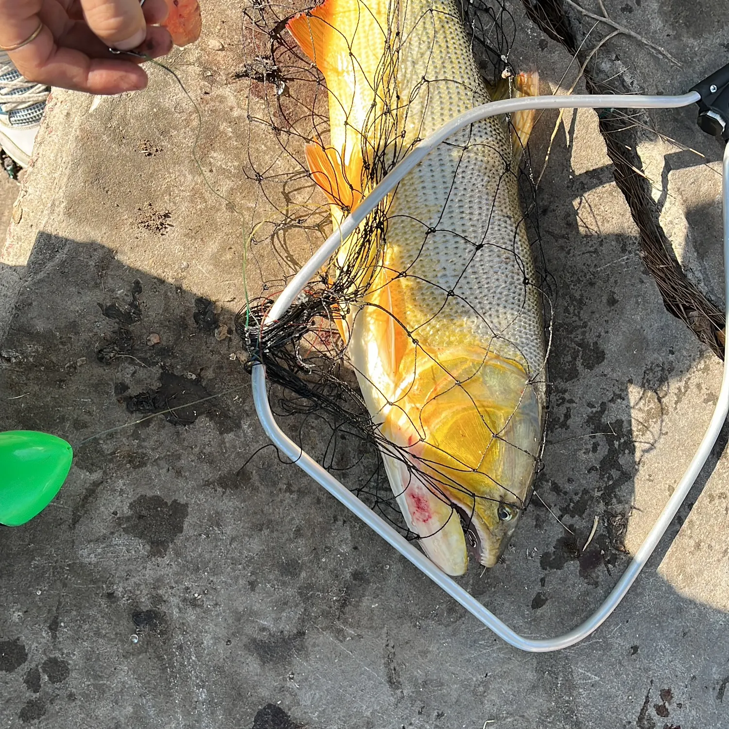 The most recent Golden dorado catches on Fishbrain