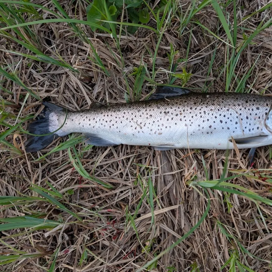 Brown trout caught on Fishbrain
