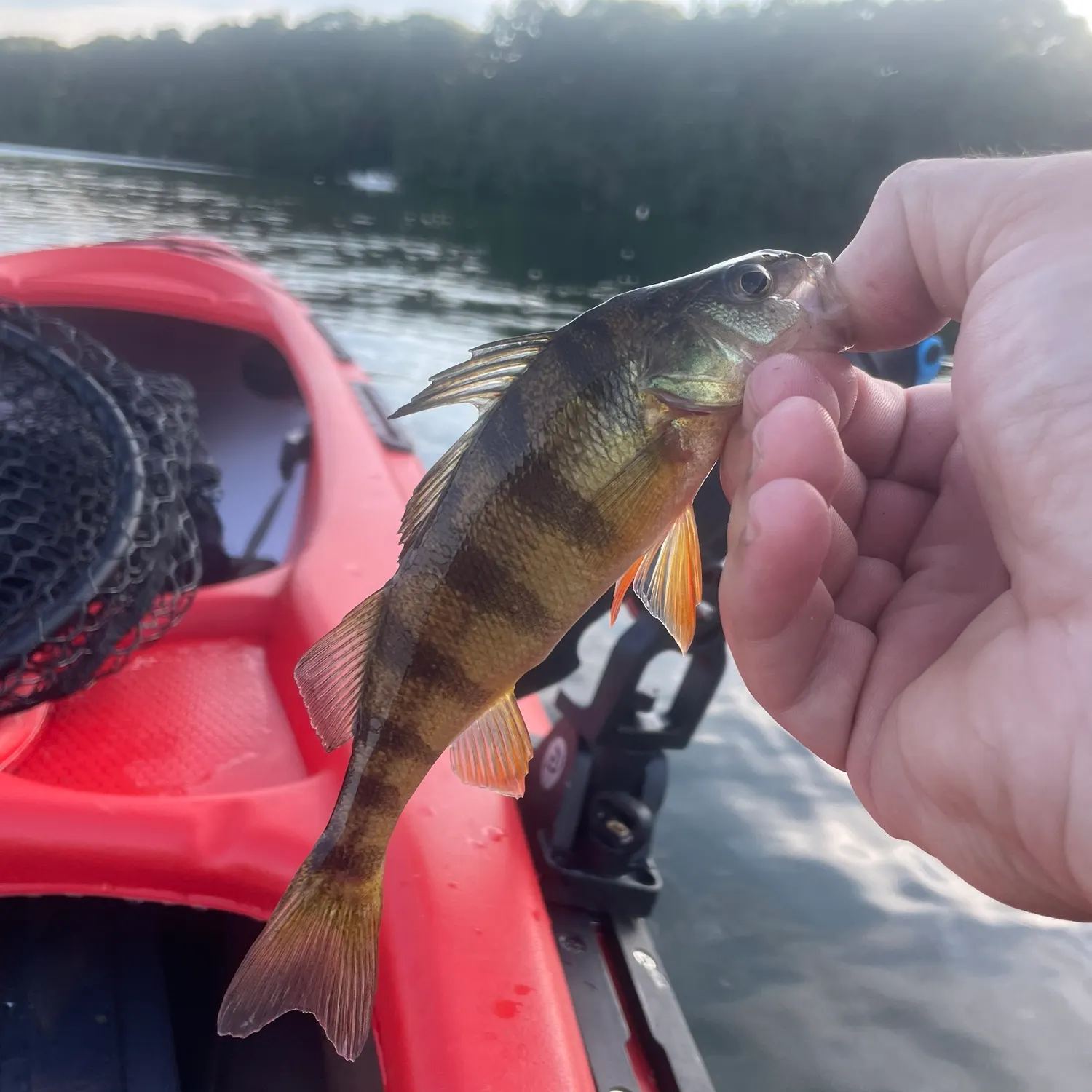 Yellow perch caught on Fishbrain