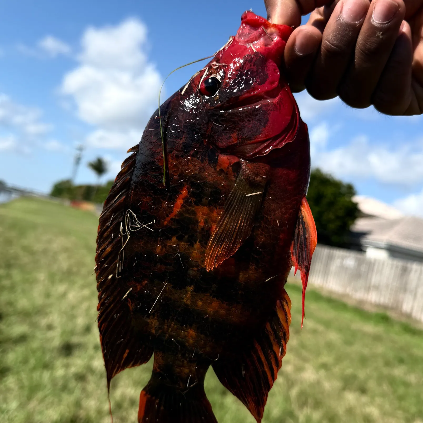 The most recent Midas cichlid catches on Fishbrain