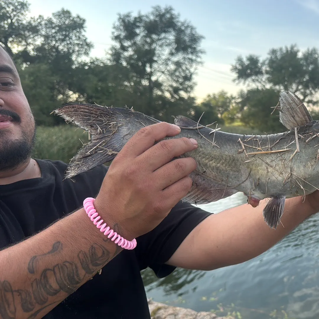 Channel catfish caught on Fishbrain