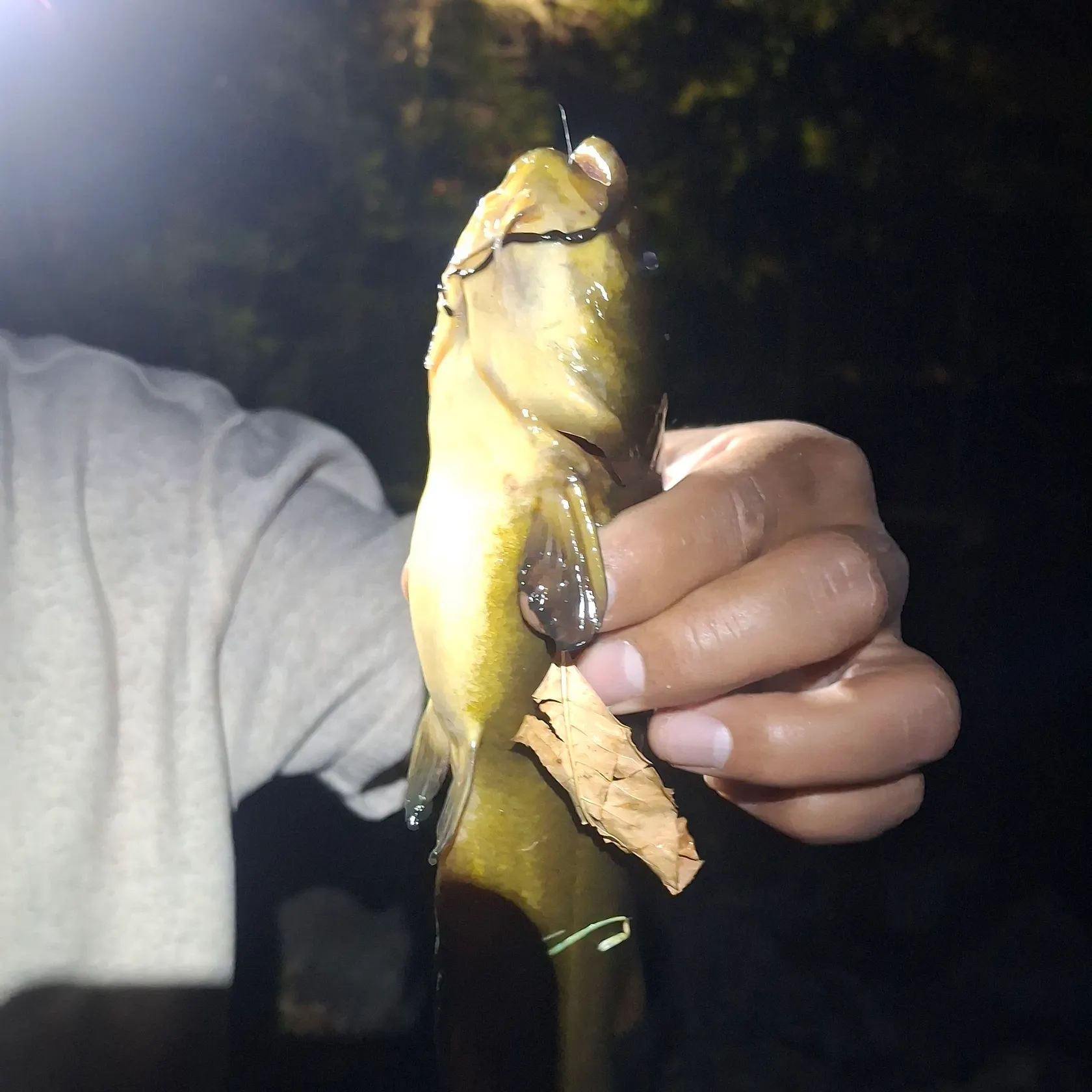 The most recent Black bullhead catches on Fishbrain