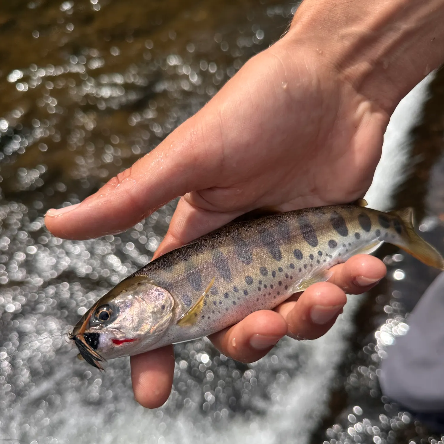 The most recent Cherry salmon catches on Fishbrain