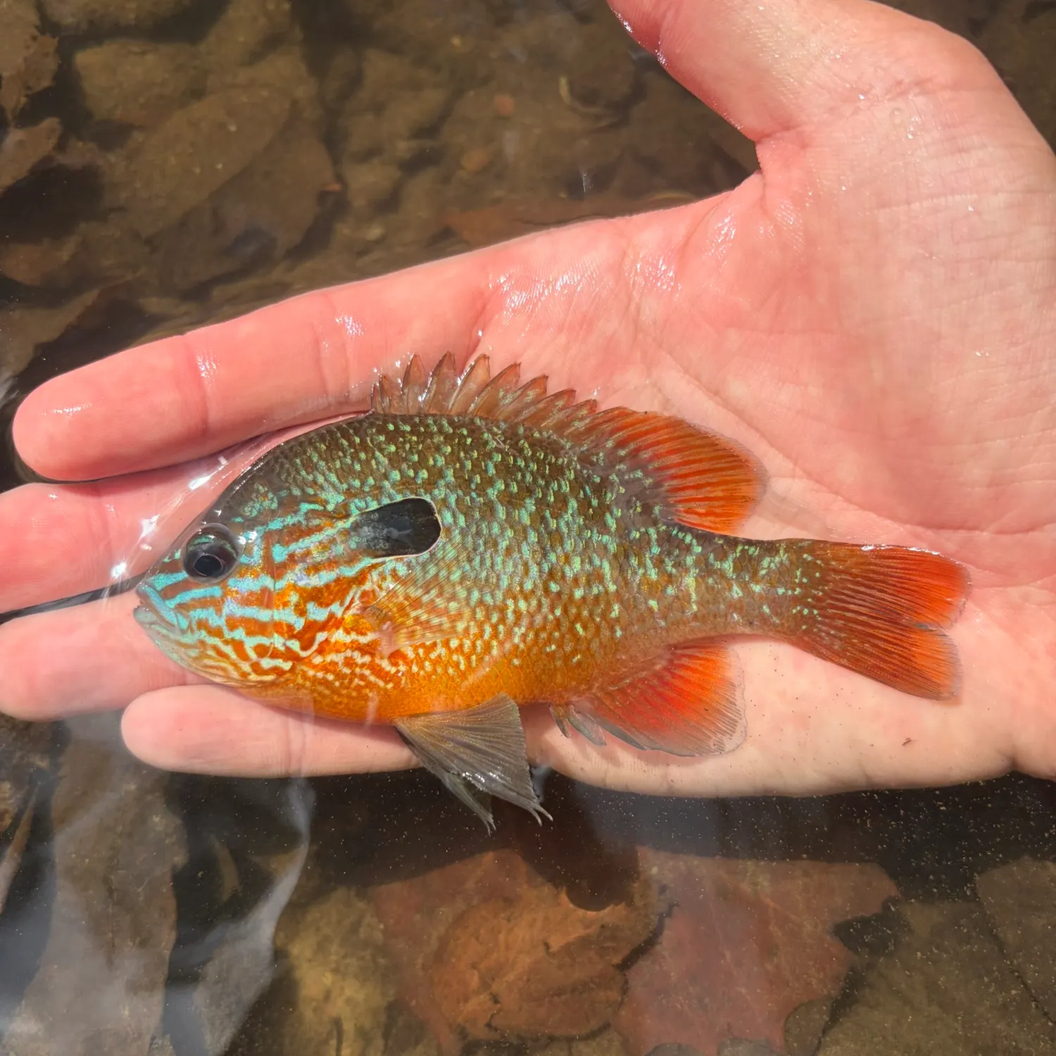 Longear sunfish caught on Fishbrain