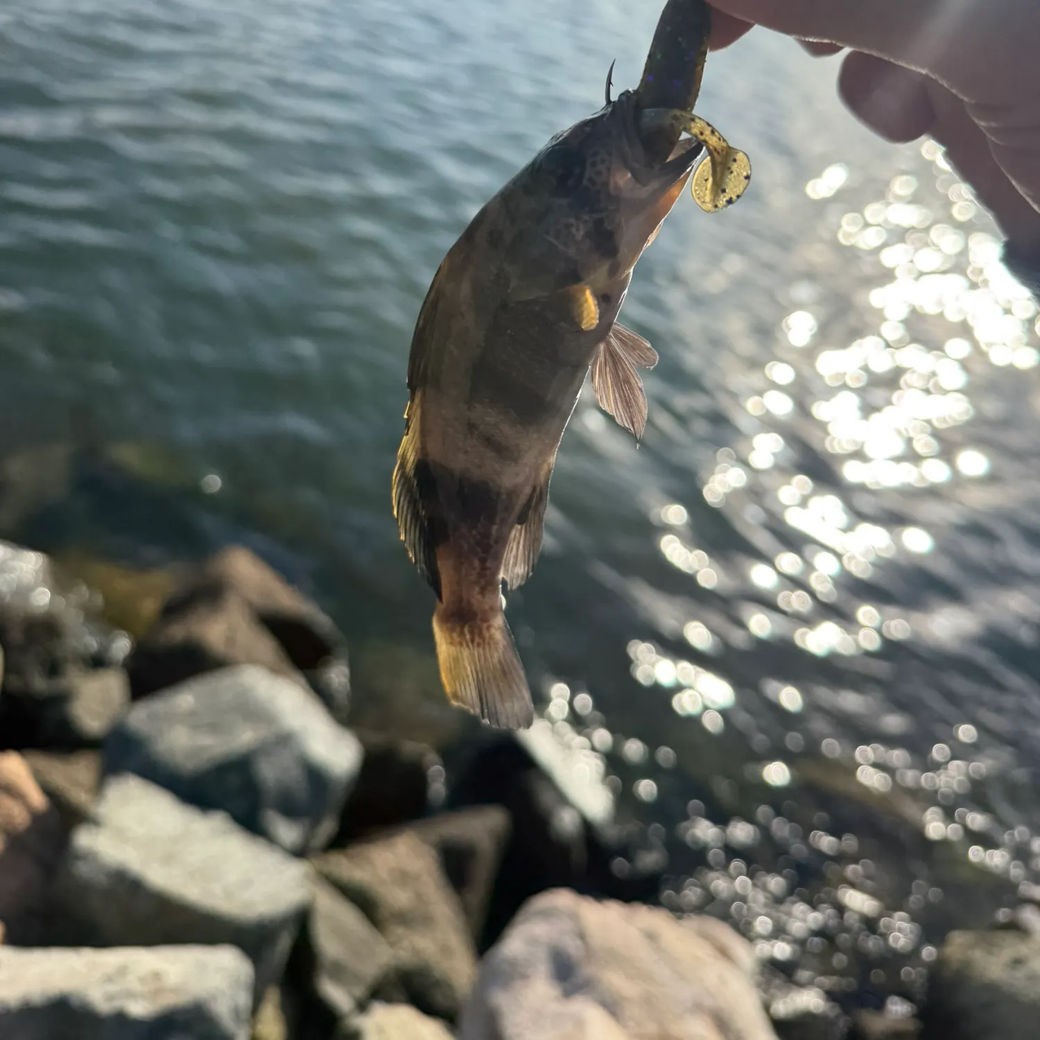 Barred sand bass caught on Fishbrain
