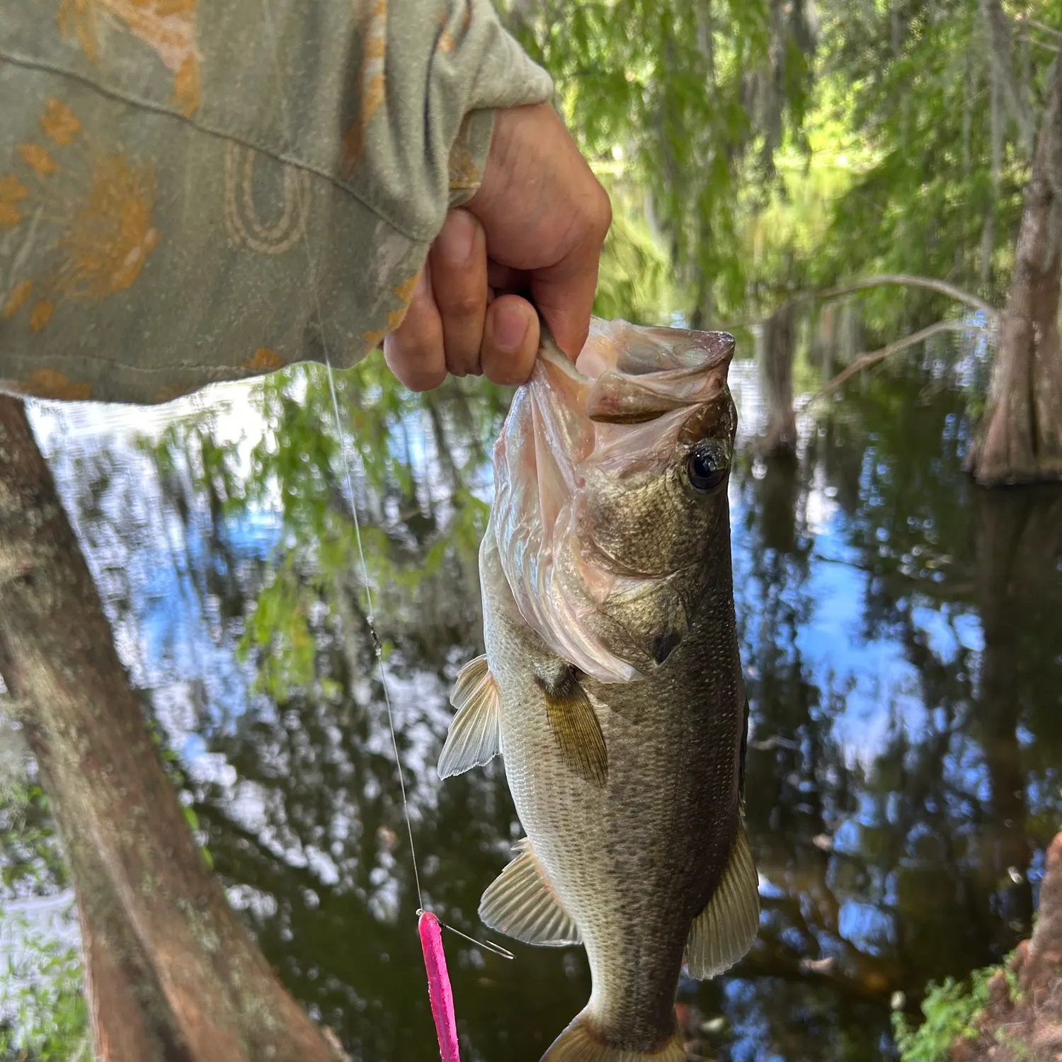 Largemouth bass caught on Fishbrain