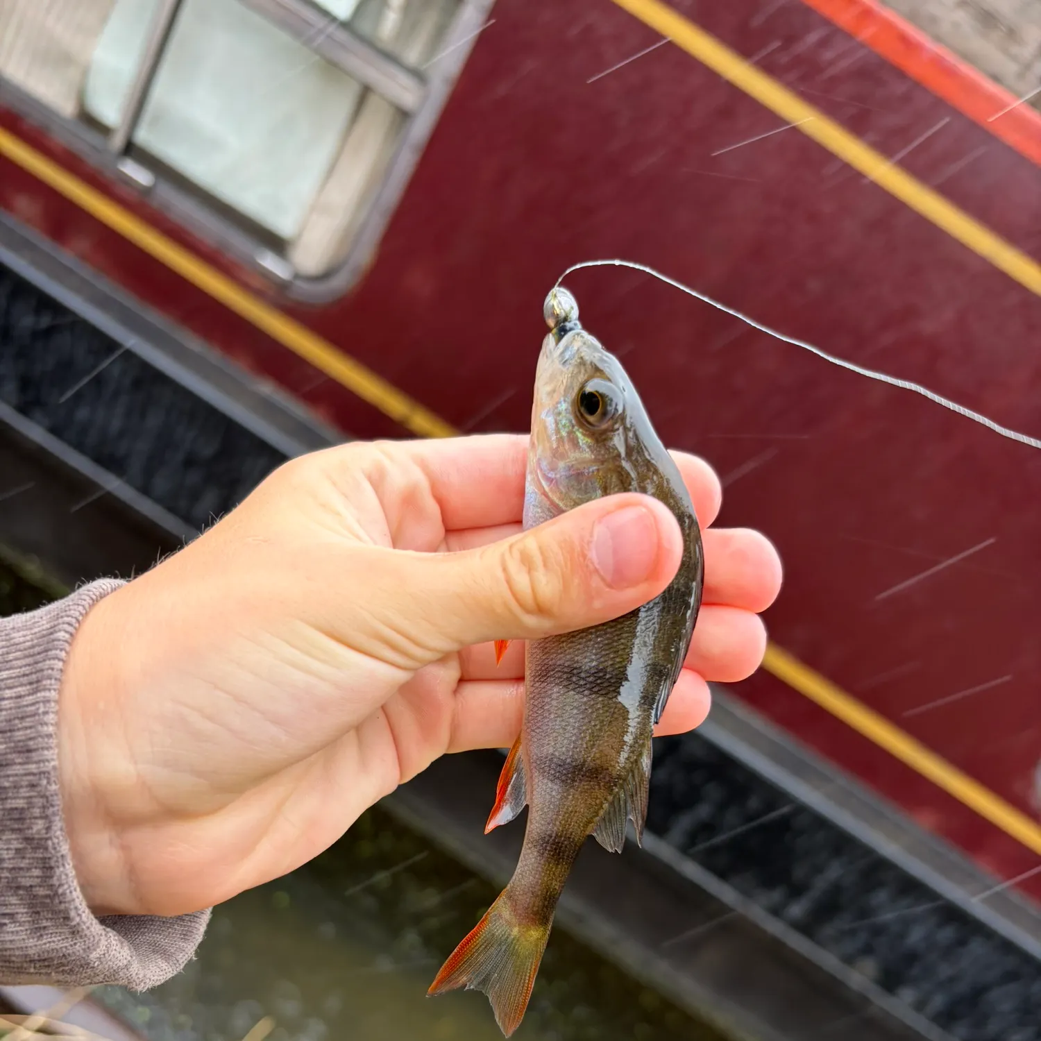 European perch caught on Fishbrain