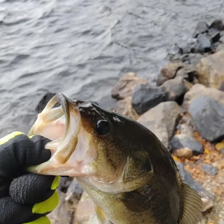 Largemouth bass caught on Fishbrain