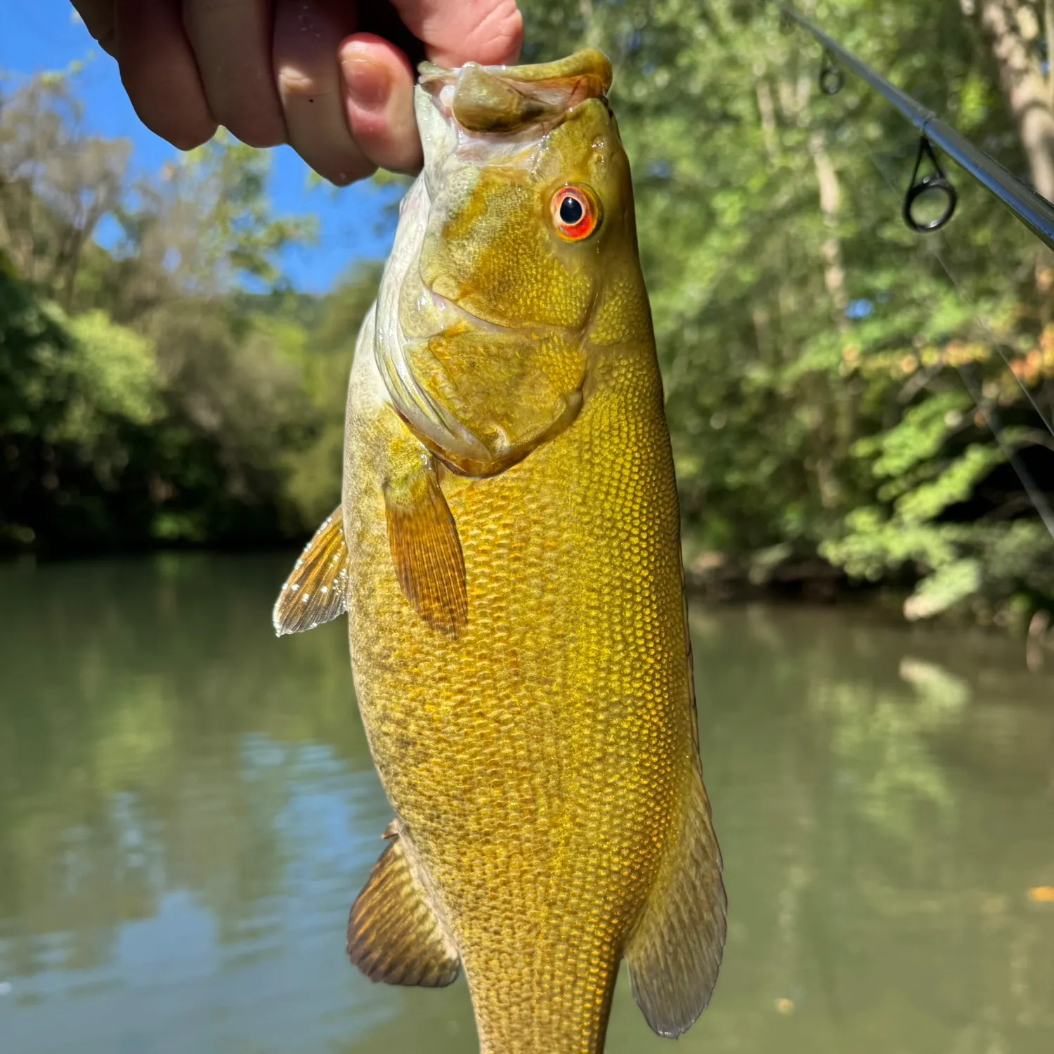 Smallmouth bass caught on Fishbrain