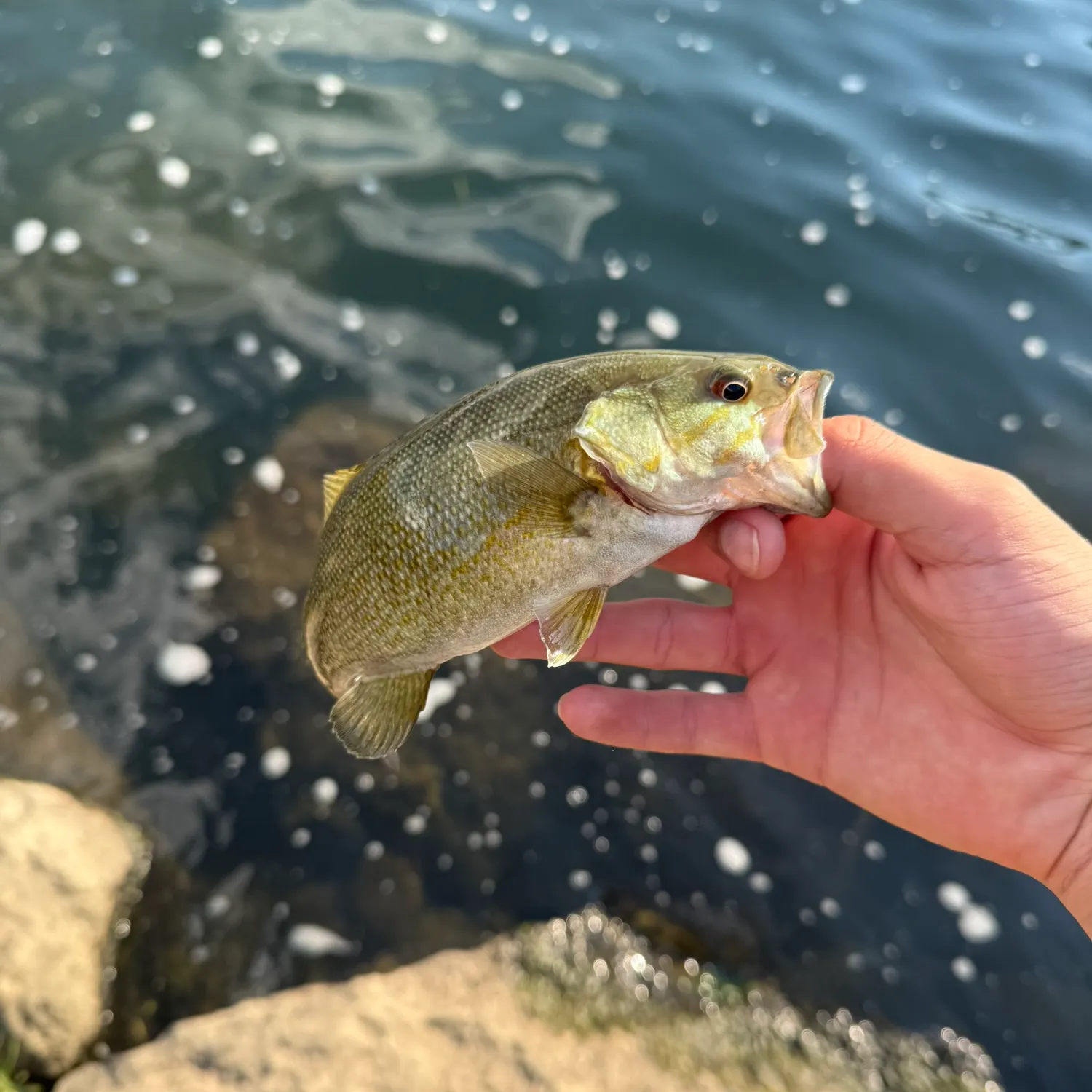 Smallmouth bass caught on Fishbrain