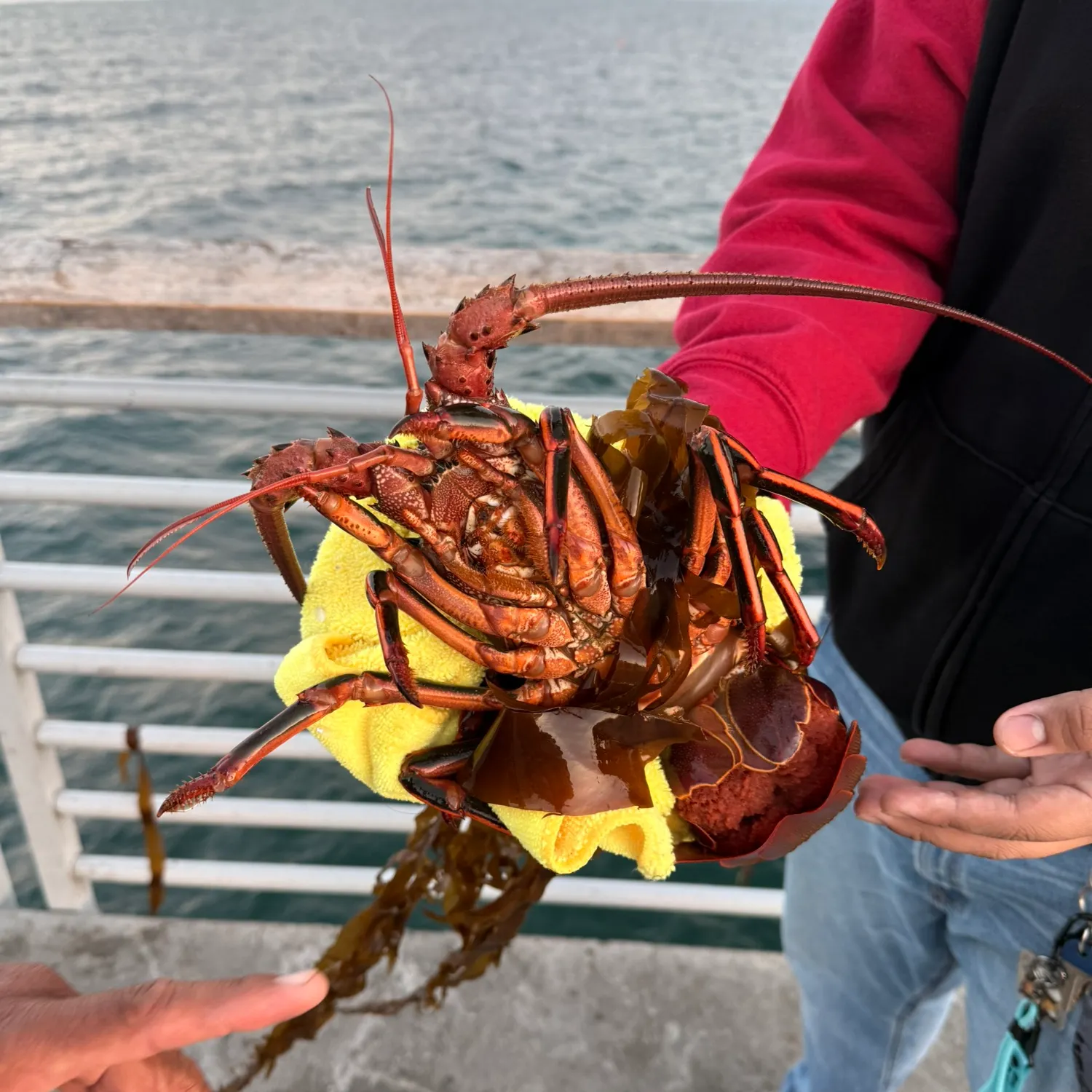 The most recent California spiny lobster catches on Fishbrain
